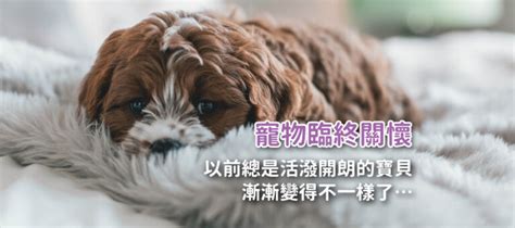 狗去世|狗狗知道自己要死了嗎？7個關於寵物、狗狗去世前行。